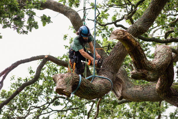 Trusted Four Corners, MD Tree Services Experts